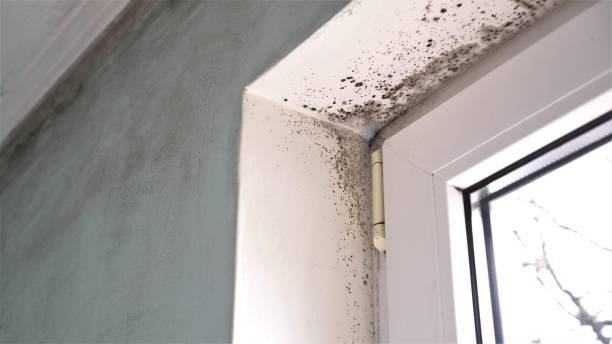 Why You Should Choose Our Mold Remediation Services in Lenwood, CA